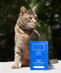 Cómo sacar el pasaporte europeo para mascotas